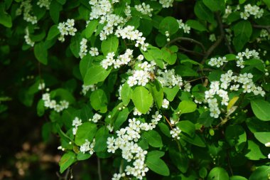 Mayıs ayında bir bal arısı Cotoneaster multiflorus çalılarının üzerinden uçar. Bal arısı (