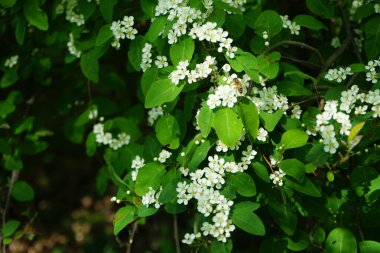 Mayıs ayında bir bal arısı Cotoneaster multiflorus çalılarının üzerinden uçar. Bal arısı (