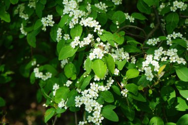 Mayıs ayında bir bal arısı Cotoneaster multiflorus çalılarının üzerinden uçar. Bal arısı (