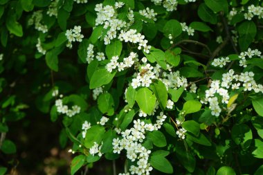Mayıs ayında bir bal arısı Cotoneaster multiflorus çalılarının üzerinden uçar. Bal arısı (