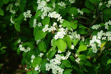 Mayıs ayında bir bal arısı Cotoneaster multiflorus çalılarının üzerinden uçar. Bal arısı (