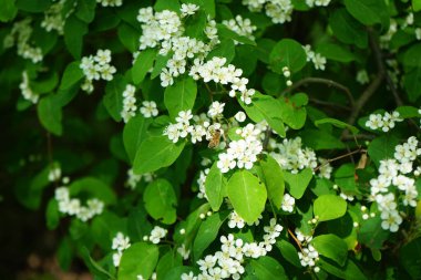 Mayıs ayında bir bal arısı Cotoneaster multiflorus çalılarının üzerinden uçar. Bal arısı (