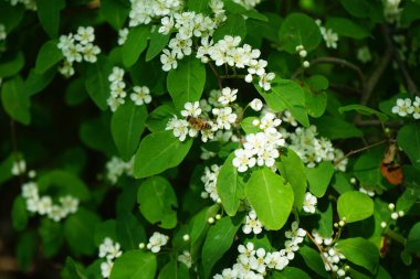 Mayıs ayında bir bal arısı Cotoneaster multiflorus çalılarının üzerinden uçar. Bal arısı (