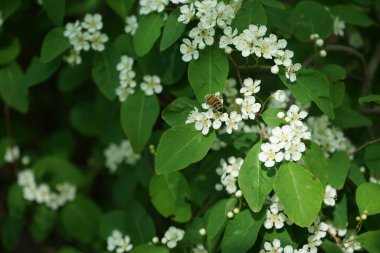 Mayıs ayında bir bal arısı Cotoneaster multiflorus çalılarının üzerinden uçar. Bal arısı (