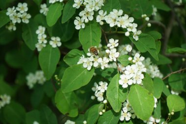 Mayıs ayında bir bal arısı Cotoneaster multiflorus çalılarının üzerinden uçar. Bal arısı (