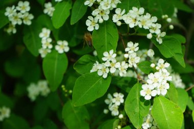 Mayıs ayında bir bal arısı Cotoneaster multiflorus çalılarının üzerinden uçar. Bal arısı (