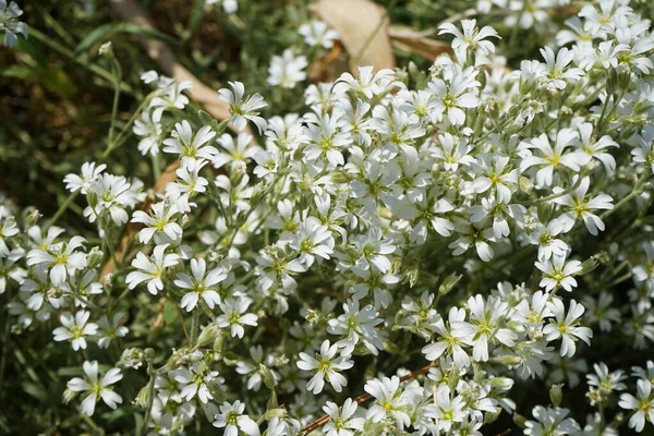 Serastium tomentosum bitkileri Mayıs ayında bahçede beyaz çiçeklerle çiçek açarlar. Cerastium tomentosum (yazları kar yağışlı), otçul bir çiçek bitkisidir ve Caryophyllaceae familyasının bir üyesidir. Berlin, Almanya.