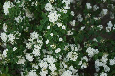 Spiraea vanhouttei blooms with white flowers in May. Spiraea, spirea, meadowsweets or steeplebushes, is a species of flowering plant in the rose family, Rosaceae. Berlin, Germany.