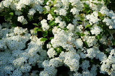 Spiraea vanhouttei blooms with white flowers in May. Spiraea, spirea, meadowsweets or steeplebushes, is a species of flowering plant in the rose family, Rosaceae. Berlin, Germany.