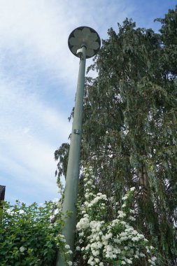 Spiraea vanhouttei Mayıs ayında bir sokak lambasının yanında beyaz çiçeklerle açar. Spiraea ya da spirea, gülgiller (Rosaceae) familyasından bir çan çiçeğidir. Berlin, Almanya.