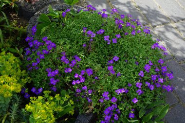 Mayıs ayında bahçede Euphorbia myrsinitis 'in sarı çiçekleri ve Aubrieta x cultorum' Kitte 'nin mavi-menekşe çiçekleri açar. Aubrieta, lahanagiller (Brassicaceae) familyasından bir bitki cinsidir. Berlin, Almanya.