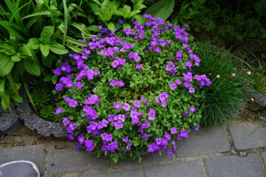 Aubrieta deltoidea 'Violet' çiçekleri Mayıs ayında bahçede açar. Aubrieta deltoidea, hardal familyasından bir bitki türü. Berlin, Almanya.