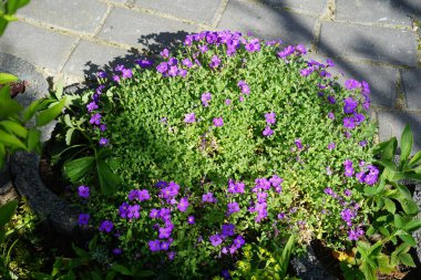 Aubrieta x cultorum 'Kitte' çiçekleri Mayıs ayında bahçede mavi-menekşe çiçekleriyle açar. Aubrieta, lahanagiller (Brassicaceae) familyasından bir bitki cinsidir. Berlin, Almanya.