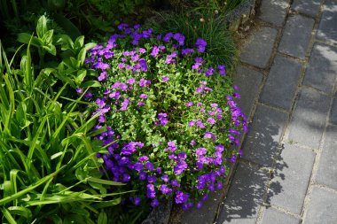 Aubrieta deltoidea 'Violet' çiçekleri Mayıs ayında bahçede açar. Aubrieta deltoidea, hardal familyasından bir bitki türü. Berlin, Almanya.