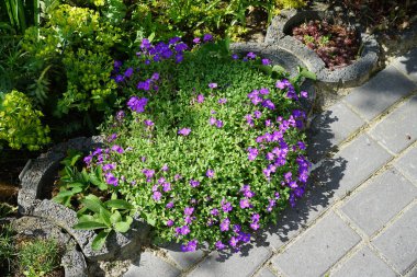 Aubrieta x cultorum 'Kitte' çiçekleri Mayıs ayında bahçede mavi-menekşe çiçekleriyle açar. Aubrieta, lahanagiller (Brassicaceae) familyasından bir bitki cinsidir. Berlin, Almanya.