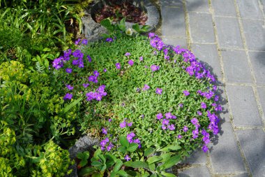 Aubrieta x cultorum 'Kitte' çiçekleri Mayıs ayında bahçede mavi-menekşe çiçekleriyle açar. Aubrieta, lahanagiller (Brassicaceae) familyasından bir bitki cinsidir. Berlin, Almanya.
