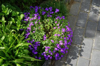 Aubrieta deltoidea 'Violet' çiçekleri Mayıs ayında bahçede açar. Aubrieta deltoidea, hardal familyasından bir bitki türü. Berlin, Almanya.