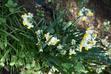 Narcissus tazetta 'Canaliculatus' çiçekleri Mayıs ayında bahçede açar. Narcissus tazetta 'Canaliculatus' un beyaz taç yaprakları ve altın sarısı bir iç Corolla 'sı vardır. Berlin, Almanya.