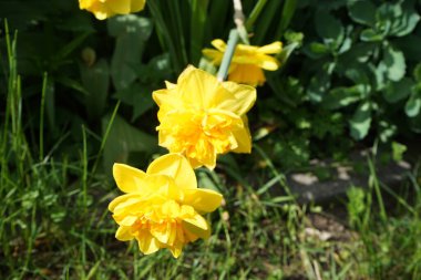 Narcissus 'Çifte Gündoğumu' Mayıs 'ta sarı-turuncu çiçek açar. Narcissus (nergis: 