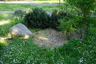 Bellis perennis bitkileri mayıs ayında çimlerin üzerinde beyaz çiçeklerle çiçek açarlar. Bellis perennis, Asteraceae familyasından bir papatya türüdür. Berlin, Almanya.