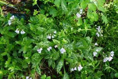 Pulmonaria saccharata 'Opal' mayıs ayında açar. Akciğer otu (