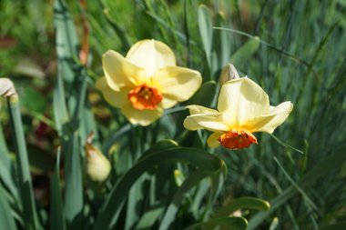 Narcissus 'Fedakar' Mayıs 'ta açık sarı-turuncu çiçeklerle çiçek açar. Narcissus (ayrıca nergis ya da jonquil olarak da bilinir), çiçekli uzun ömürlü bir bitki cinsidir. Berlin, Almanya.