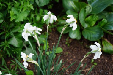 Narcissus Poeticus çiçekleri Mayıs ayında Schloss Koepenick parkında çiçek açar. Narcissus Poeticus, şairin nergis 'i, şairin nargis' i, sülün gözü, bulucu çiçek ya da pembemsi zambak yetiştirilen ilk nergislerden biriydi. Berlin, Almanya