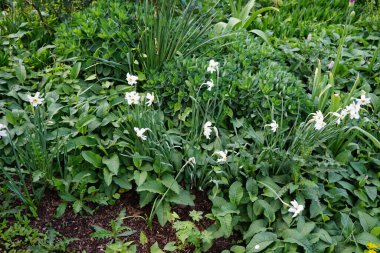 Narcissus Poeticus çiçekleri Mayıs ayında Schloss Koepenick parkında çiçek açar. Narcissus Poeticus, şairin nergis 'i, şairin nargis' i, sülün gözü, bulucu çiçek ya da pembemsi zambak yetiştirilen ilk nergislerden biriydi. Berlin, Almanya