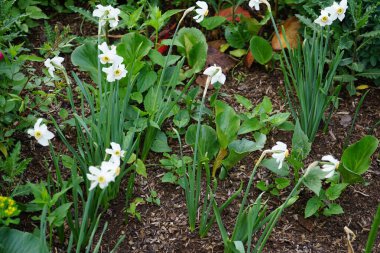 Narcissus Poeticus çiçekleri Mayıs ayında Schloss Koepenick parkında çiçek açar. Narcissus Poeticus, şairin nergis 'i, şairin nargis' i, sülün gözü, bulucu çiçek ya da pembemsi zambak yetiştirilen ilk nergislerden biriydi. Berlin, Almanya