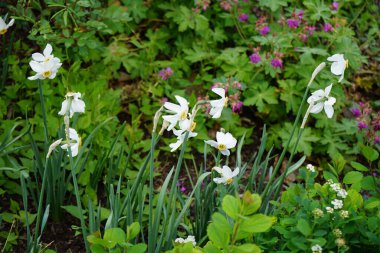 Narcissus şiiri, Spiraea betulifolia ve Geranium makro hizum çiçekleri Mayıs ayında çiçek açarlar. Narcissus Poeticus, şairin nergisi, şairin narsisi, sülün gözü veya pembecik zambağı, yetiştirilen ilk nergislerden biriydi. Berlin, Almanya.