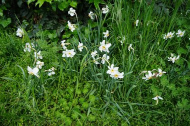 Narcissus Poeticus çiçekleri Mayıs ayında Schloss Koepenick parkında çiçek açar. Narcissus Poeticus, şairin nergis 'i, şairin nargis' i, sülün gözü, bulucu çiçek ya da pembemsi zambak yetiştirilen ilk nergislerden biriydi. Berlin, Almanya