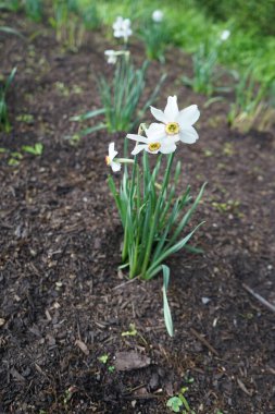 Narcissus Poeticus çiçekleri Mayıs ayında Schloss Koepenick parkında çiçek açar. Narcissus Poeticus, şairin nergis 'i, şairin nargis' i, sülün gözü, bulucu çiçek ya da pembemsi zambak yetiştirilen ilk nergislerden biriydi. Berlin, Almanya