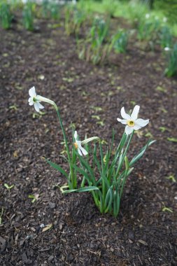 Narcissus Poeticus çiçekleri Mayıs ayında Schloss Koepenick parkında çiçek açar. Narcissus Poeticus, şairin nergis 'i, şairin nargis' i, sülün gözü, bulucu çiçek ya da pembemsi zambak yetiştirilen ilk nergislerden biriydi. Berlin, Almanya