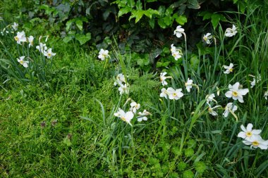 Narcissus Poeticus çiçekleri Mayıs ayında Schloss Koepenick parkında çiçek açar. Narcissus Poeticus, şairin nergis 'i, şairin nargis' i, sülün gözü, bulucu çiçek ya da pembemsi zambak yetiştirilen ilk nergislerden biriydi. Berlin, Almanya