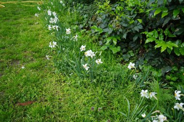 Narcissus Poeticus çiçekleri Mayıs ayında Schloss Koepenick parkında çiçek açar. Narcissus Poeticus, şairin nergis 'i, şairin nargis' i, sülün gözü, bulucu çiçek ya da pembemsi zambak yetiştirilen ilk nergislerden biriydi. Berlin, Almanya