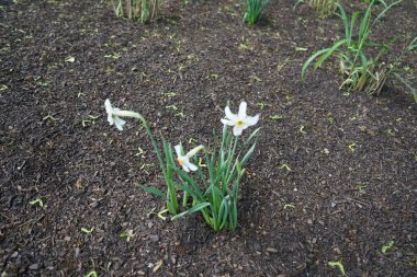 Narcissus Poeticus çiçekleri Mayıs ayında Schloss Koepenick parkında çiçek açar. Narcissus Poeticus, şairin nergis 'i, şairin nargis' i, sülün gözü, bulucu çiçek ya da pembemsi zambak yetiştirilen ilk nergislerden biriydi. Berlin, Almanya