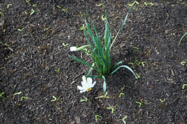 Narcissus Poeticus çiçekleri Mayıs ayında Schloss Koepenick parkında çiçek açar. Narcissus Poeticus, şairin nergis 'i, şairin nargis' i, sülün gözü, bulucu çiçek ya da pembemsi zambak yetiştirilen ilk nergislerden biriydi. Berlin, Almanya