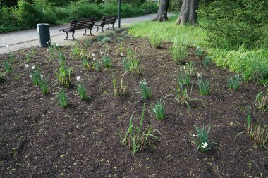 Narcissus Poeticus çiçekleri Mayıs ayında Schloss Koepenick parkında çiçek açar. Narcissus Poeticus, şairin nergis 'i, şairin nargis' i, sülün gözü, bulucu çiçek ya da pembemsi zambak yetiştirilen ilk nergislerden biriydi. Berlin, Almanya