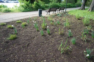 Narcissus Poeticus çiçekleri Mayıs ayında Schloss Koepenick parkında çiçek açar. Narcissus Poeticus, şairin nergis 'i, şairin nargis' i, sülün gözü, bulucu çiçek ya da pembemsi zambak yetiştirilen ilk nergislerden biriydi. Berlin, Almanya
