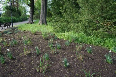 Narcissus Poeticus çiçekleri Mayıs ayında Schloss Koepenick parkında çiçek açar. Narcissus Poeticus, şairin nergis 'i, şairin nargis' i, sülün gözü, bulucu çiçek ya da pembemsi zambak yetiştirilen ilk nergislerden biriydi. Berlin, Almanya