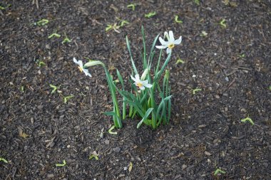 Narcissus Poeticus çiçekleri Mayıs ayında Schloss Koepenick parkında çiçek açar. Narcissus Poeticus, şairin nergis 'i, şairin nargis' i, sülün gözü, bulucu çiçek ya da pembemsi zambak yetiştirilen ilk nergislerden biriydi. Berlin, Almanya