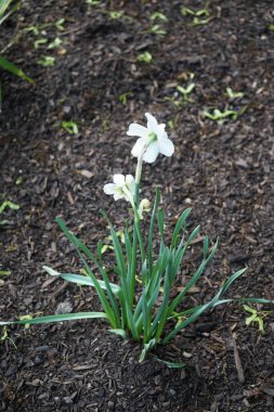 Narcissus Poeticus çiçekleri Mayıs ayında Schloss Koepenick parkında çiçek açar. Narcissus Poeticus, şairin nergis 'i, şairin nargis' i, sülün gözü, bulucu çiçek ya da pembemsi zambak yetiştirilen ilk nergislerden biriydi. Berlin, Almanya
