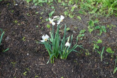 Narcissus Poeticus çiçekleri Mayıs ayında Schloss Koepenick parkında çiçek açar. Narcissus Poeticus, şairin nergis 'i, şairin nargis' i, sülün gözü, bulucu çiçek ya da pembemsi zambak yetiştirilen ilk nergislerden biriydi. Berlin, Almanya