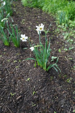 Narcissus Poeticus çiçekleri Mayıs ayında Schloss Koepenick parkında çiçek açar. Narcissus Poeticus, şairin nergis 'i, şairin nargis' i, sülün gözü, bulucu çiçek ya da pembemsi zambak yetiştirilen ilk nergislerden biriydi. Berlin, Almanya