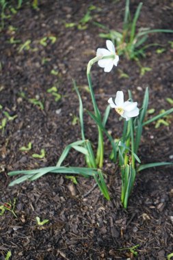 Narcissus Poeticus çiçekleri Mayıs ayında Schloss Koepenick parkında çiçek açar. Narcissus Poeticus, şairin nergis 'i, şairin nargis' i, sülün gözü, bulucu çiçek ya da pembemsi zambak yetiştirilen ilk nergislerden biriydi. Berlin, Almanya
