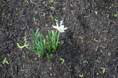 Narcissus Poeticus çiçekleri Mayıs ayında Schloss Koepenick parkında çiçek açar. Narcissus Poeticus, şairin nergis 'i, şairin nargis' i, sülün gözü, bulucu çiçek ya da pembemsi zambak yetiştirilen ilk nergislerden biriydi. Berlin, Almanya