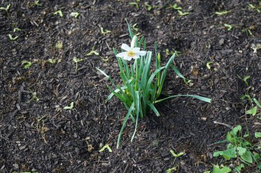 Narcissus Poeticus çiçekleri Mayıs ayında Schloss Koepenick parkında çiçek açar. Narcissus Poeticus, şairin nergis 'i, şairin nargis' i, sülün gözü, bulucu çiçek ya da pembemsi zambak yetiştirilen ilk nergislerden biriydi. Berlin, Almanya