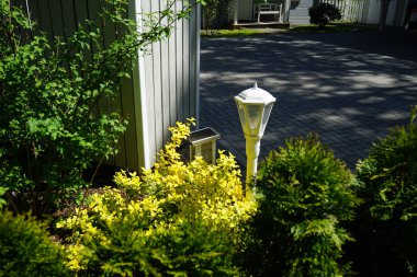 Mayıs ayında sarı-yeşil Euonymus fortune ve diğer bitkilerin yanına bir bahçe feneri konur. Öonymus fortune, kısaca Euonymus Fortune 's spindle, ya da Wintercreeper, çiçekli bir bitki türüdür. Berlin, Almanya.