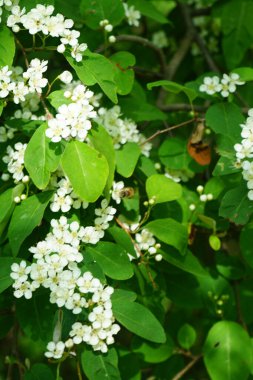 Mayıs ayında bir bal arısı Cotoneaster multiflorus çalılarının üzerinden uçar. Bal arısı (