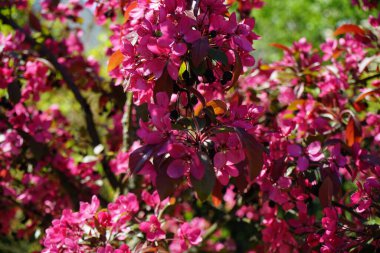 Malus 'Eleyi' mayıs ayında bahçede çiçek açar. Meyve bahçesi elması, yaban elması ve yaban elması, gülgiller (Rosaceae) familyasından bir ağaç türü. Berlin, Almanya.